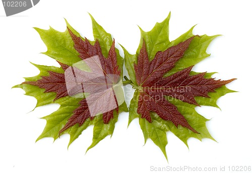 Image of Maple leaves 2