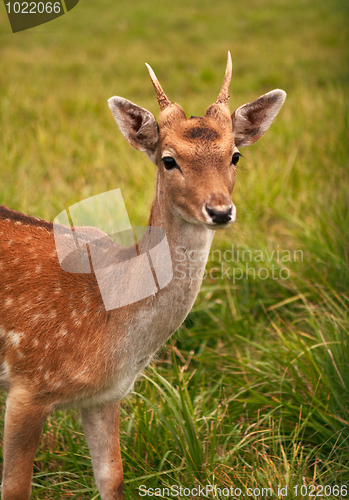 Image of Roe deer