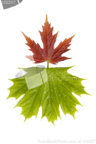 Image of Maple leaves 3