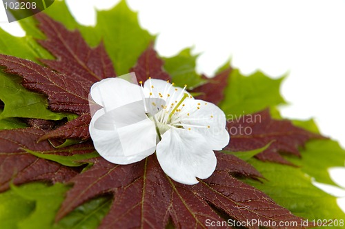 Image of Maple leaves 4