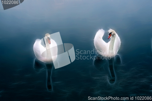 Image of White swans at fraclal water