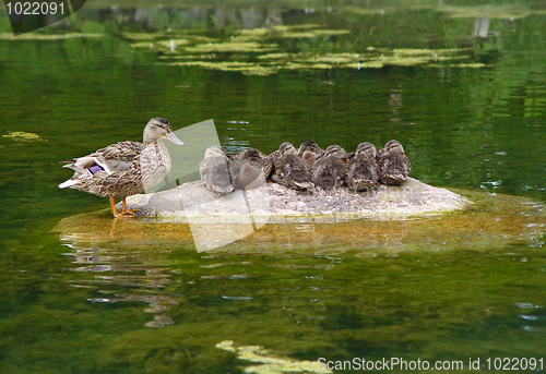 Image of Ducks family