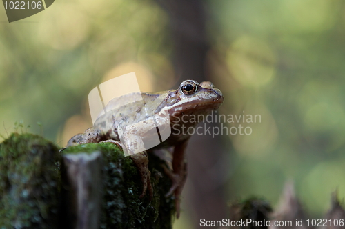 Image of Toad at the stump