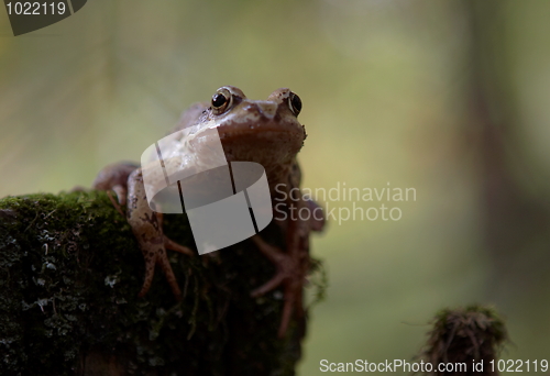 Image of Toad at the stump