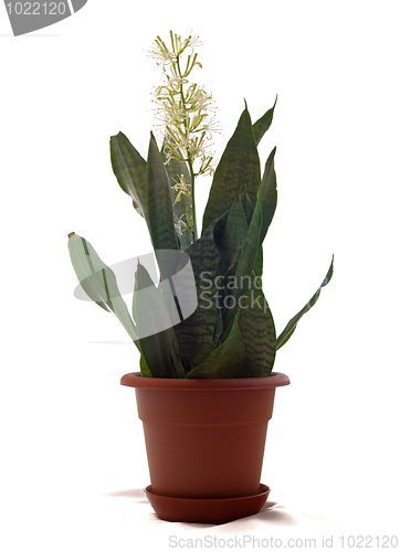 Image of House Plant - Sansevieria