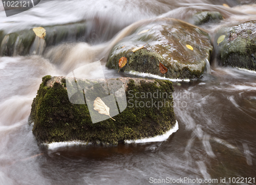 Image of Leaves in the stream