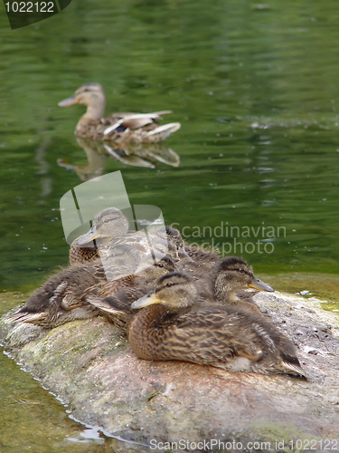 Image of Wild duck with duckling at stone