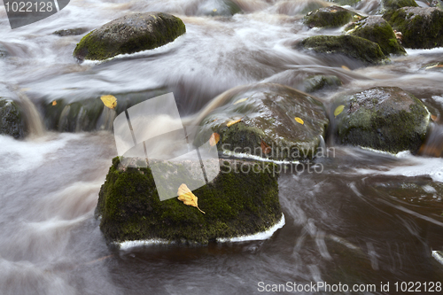 Image of Leaves in the stream