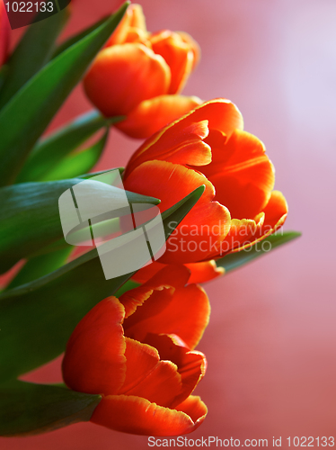 Image of Red spring flowers