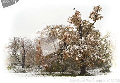 Image of Autumn snow