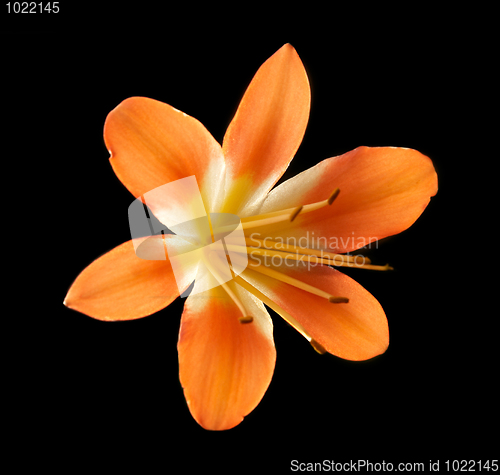 Image of orange flower isolated on black