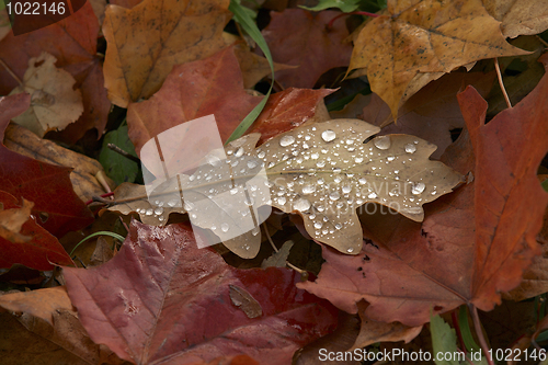 Image of Oak leafs with water drops