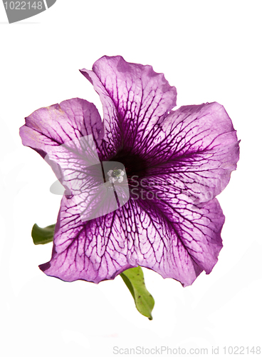 Image of Lilac petunia flower isolated