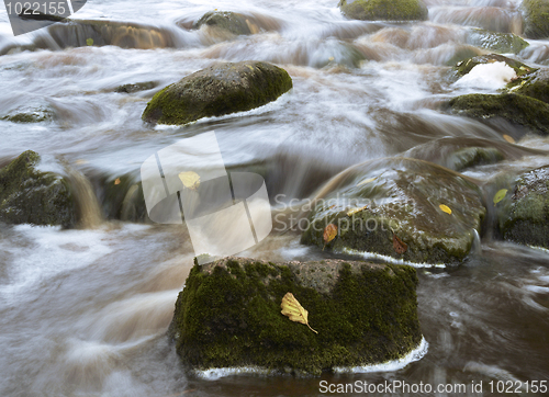 Image of Leaves in the stream