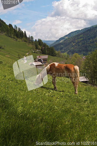 Image of Haflinger horse feeding in Alpes