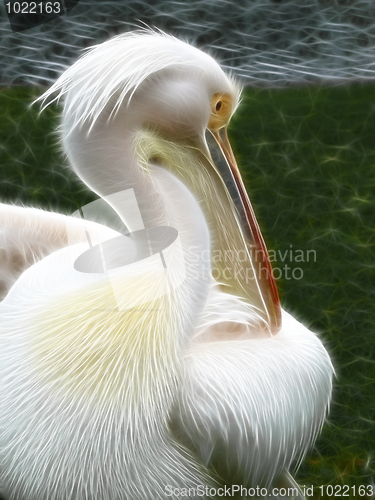 Image of Electrical Pelican portrait