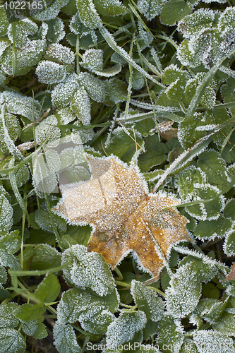 Image of Hoar-frost on a fallen leaf and green grass