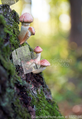 Image of toadstool mushrooms