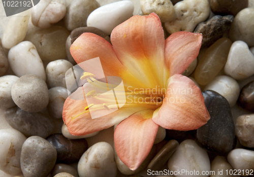 Image of Flower on the rocks