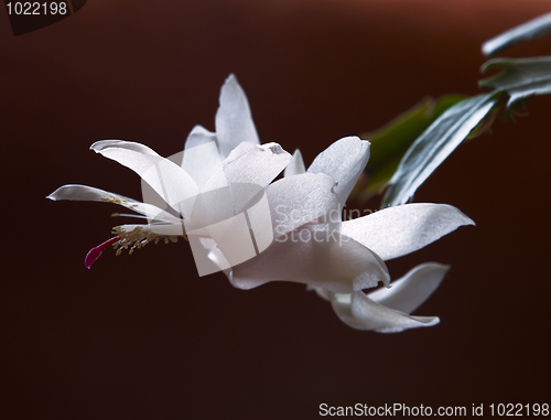 Image of Beautiful white-Pink Flower