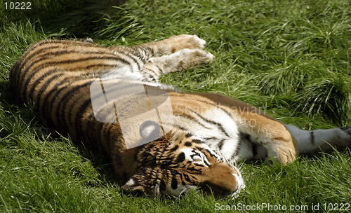 Image of Sleeping Tiger