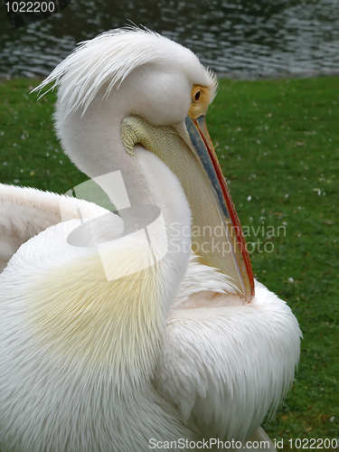 Image of Pelican portrait