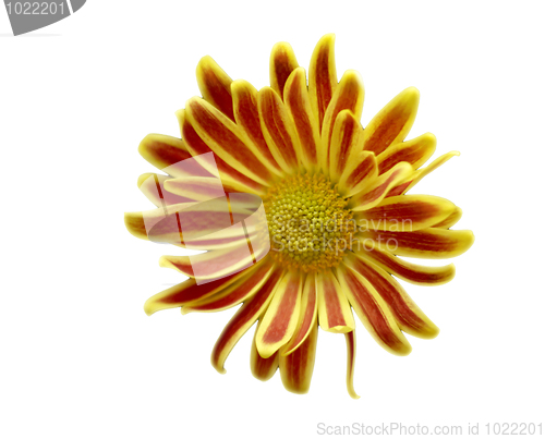 Image of Yellow and red flower isolatel on white