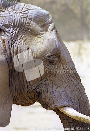 Image of Elephant Skin Texture