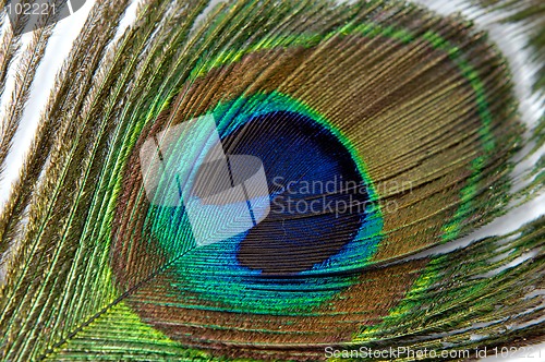 Image of Feather 1