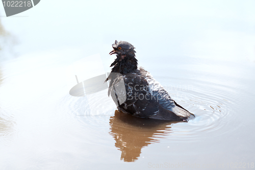 Image of wet pigeon