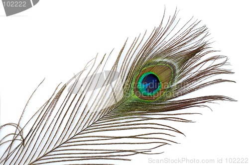 Image of Feather 2