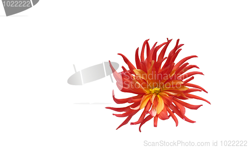 Image of red dahlia flower