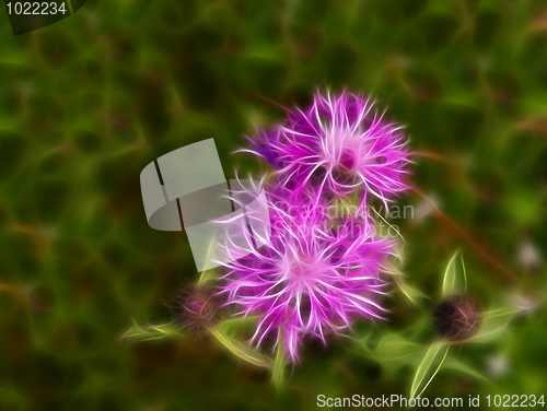 Image of Pink Fractal  flower
