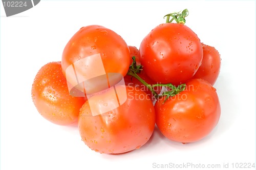 Image of Tomato 2