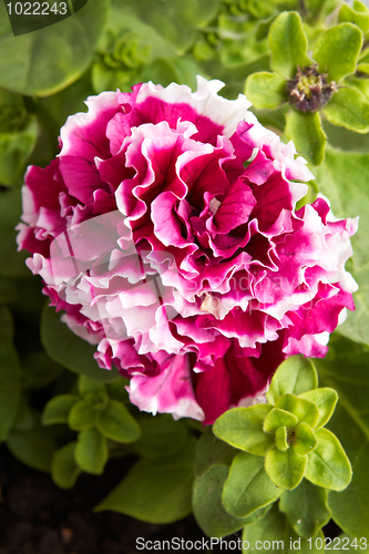 Image of Red petunia flower