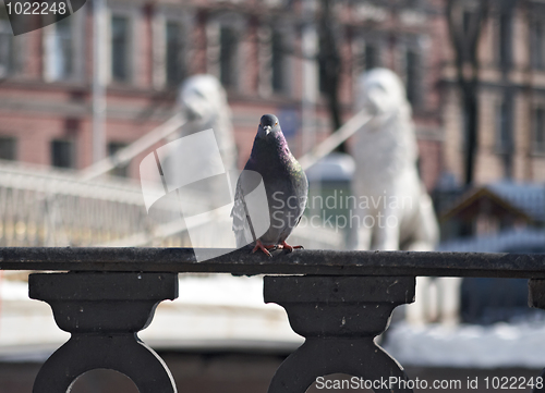 Image of Pigeon at the bridge