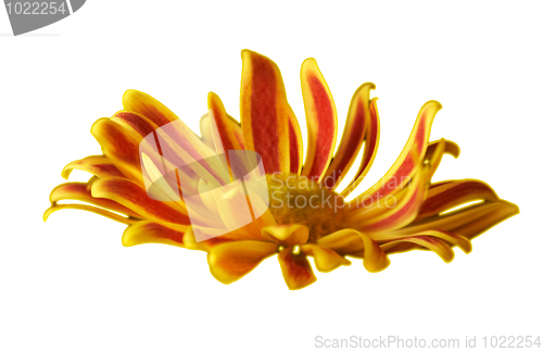 Image of Yellow and red flower isolatel on white