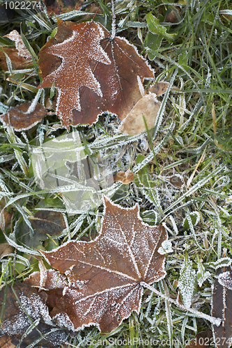 Image of Hoar-frost on a fallen leaf and green grass