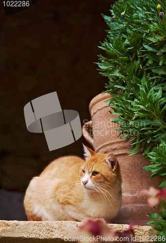 Image of Lazy red and white cat