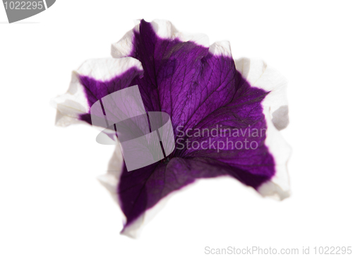 Image of Petunia violet flower isolated