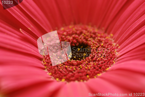 Image of Red Gerbera