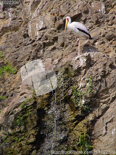 Image of storks at the rock near waterfall