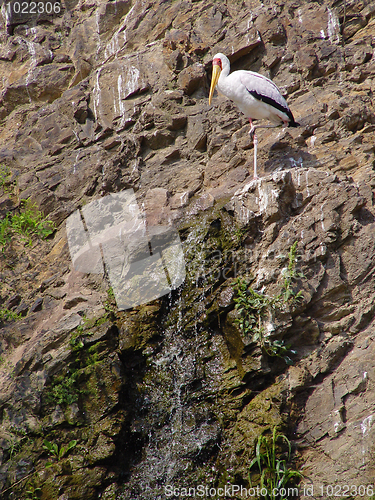 Image of storks at the rock near waterfall