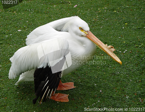 Image of Pelican portrait