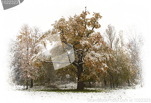 Image of Alone crowat the oak