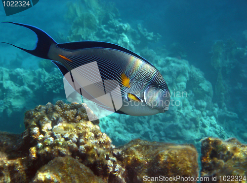 Image of Sohal Surgeonfish over reef, Egypt.