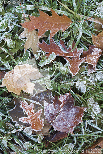 Image of Hoar-frost on a fallen leaf and green grass