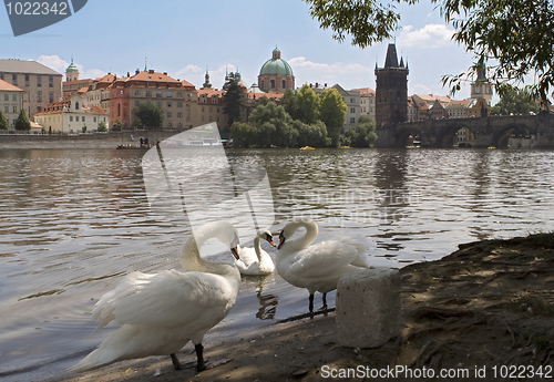 Image of Swans on the river Vltava, Prague, near the Charles bridge