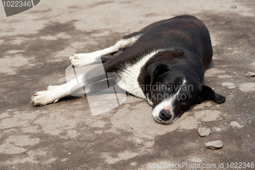 Image of lazy dog