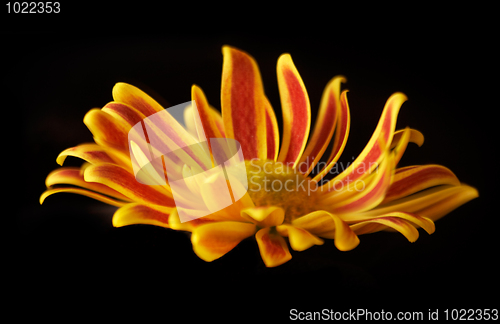 Image of Yellow and red flower isolatel on black